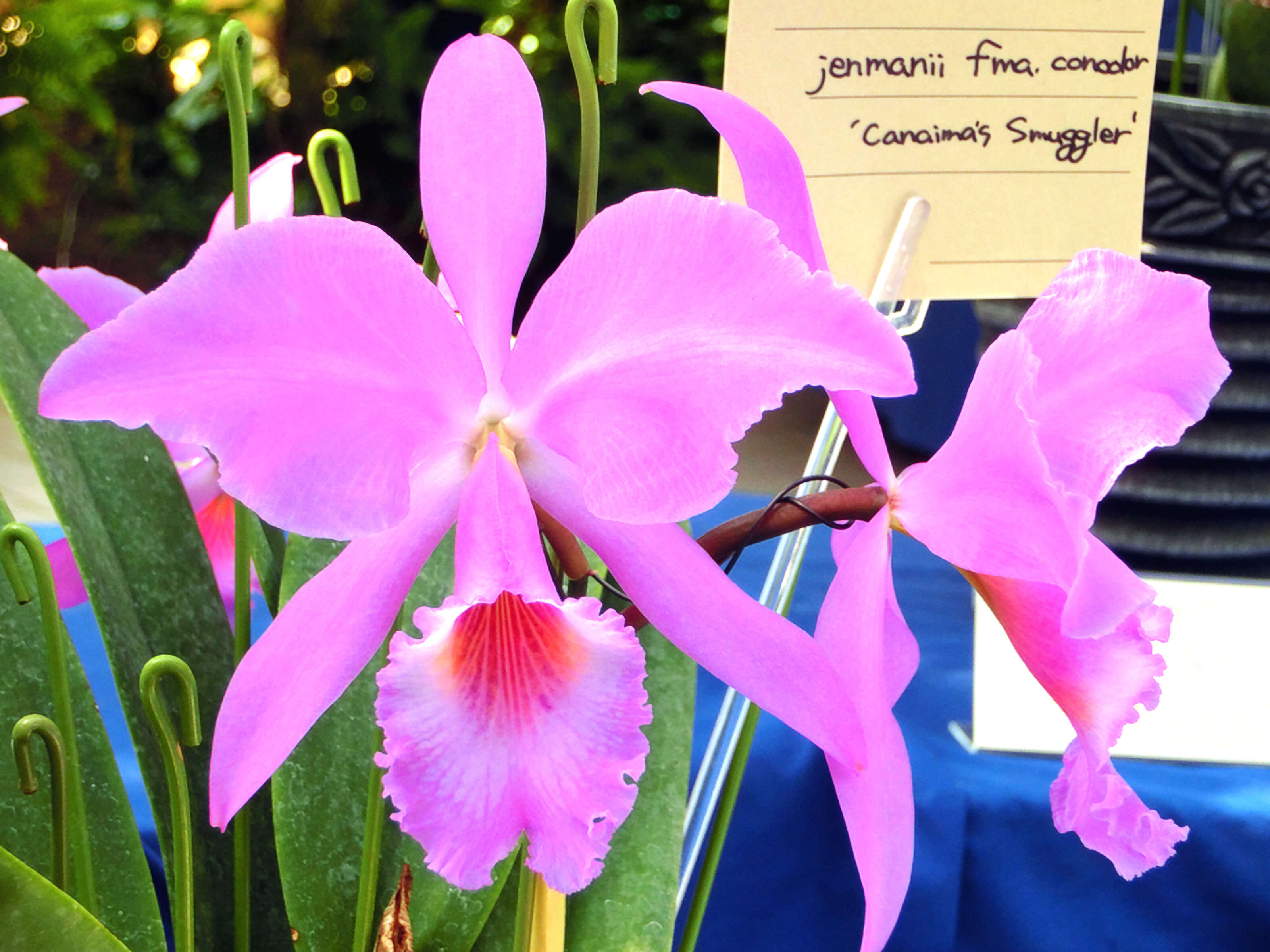 Image of Jenman's Cattleya