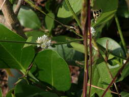 Image of sessile joyweed