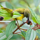 Image of Andaman Bulbul