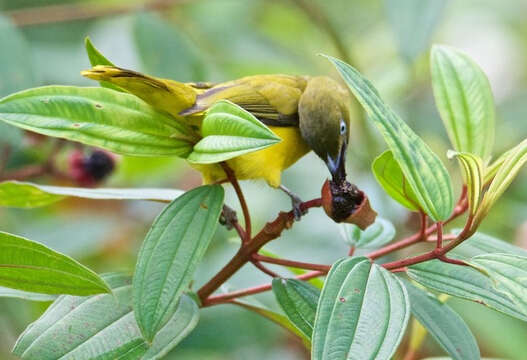 Image of Andaman Bulbul