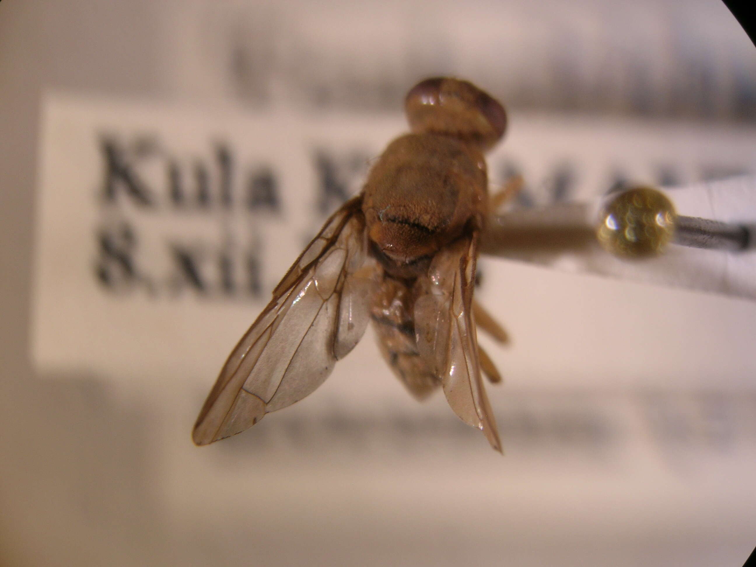 Image of Oriental fruit fly