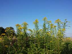 Solidago canadensis L. resmi