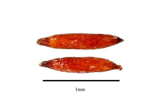 Image of Corsia ornata Becc.