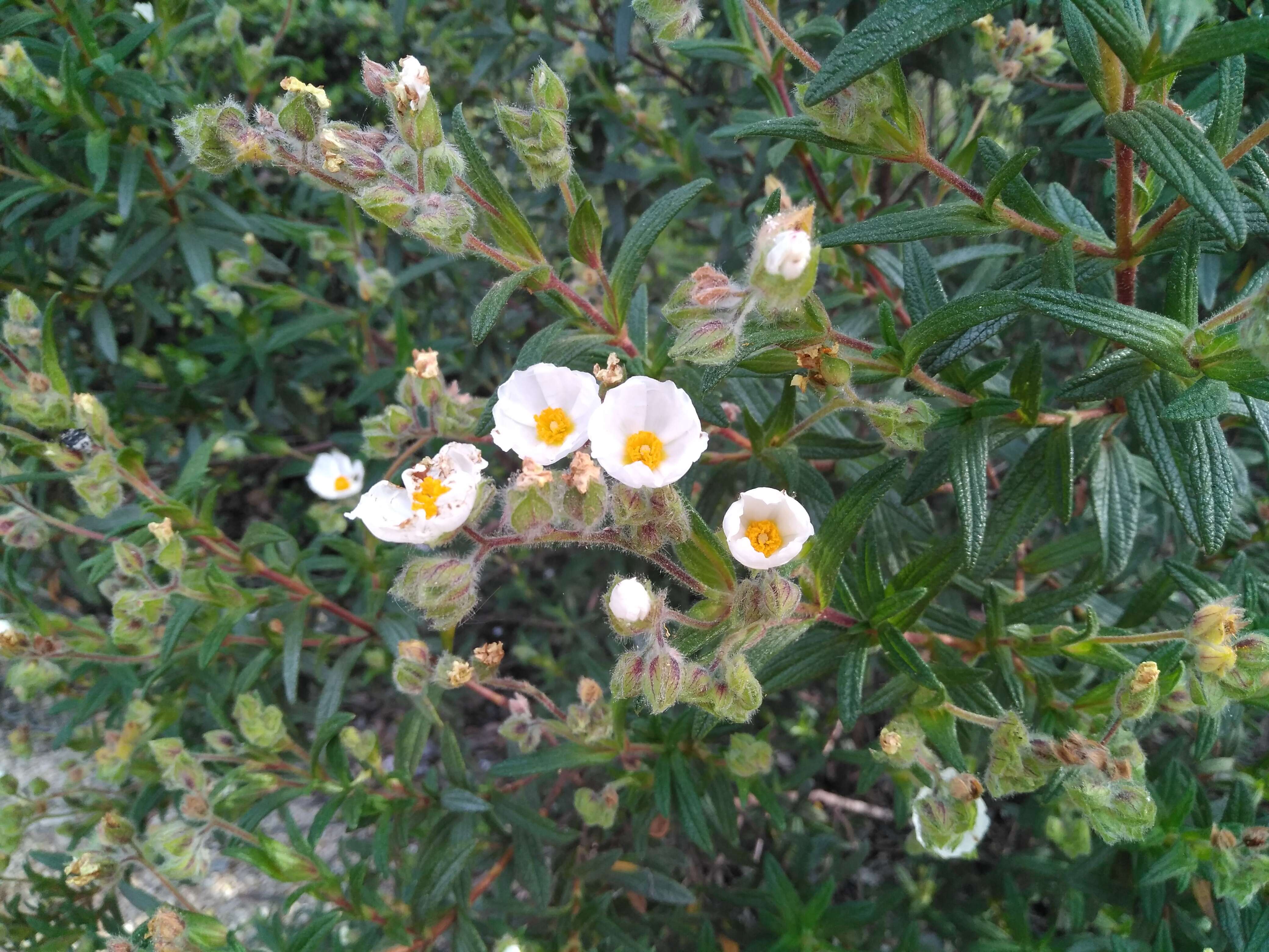 Imagem de Cistus monspeliensis L.