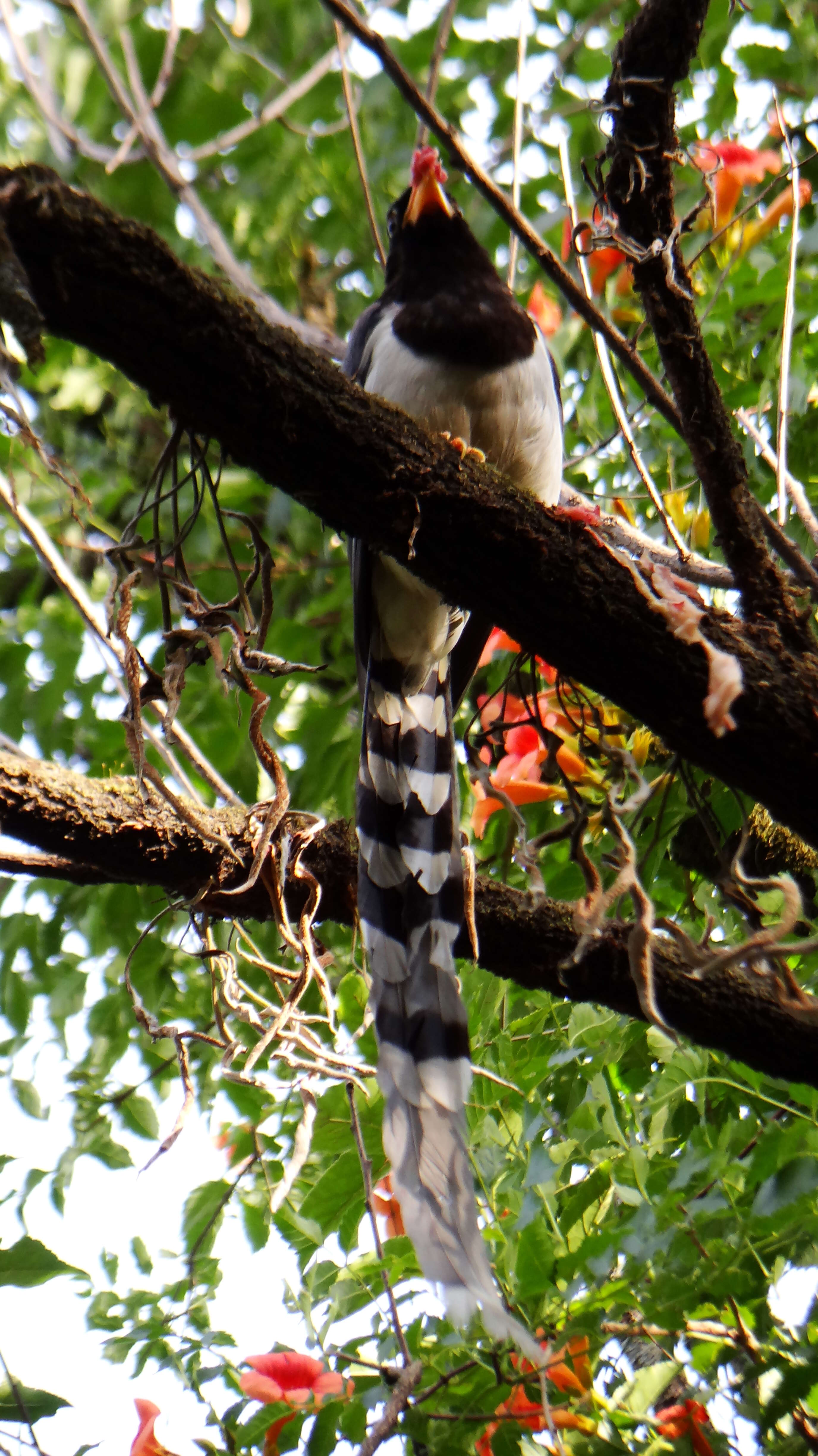 Image of Blue Magpie