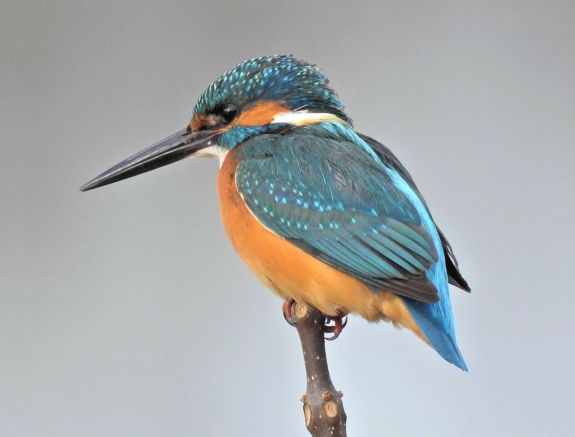 Image of Common Kingfisher