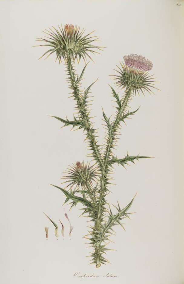 Image of bull cottonthistle