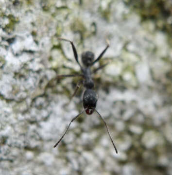 Aphaenogaster senilis Mayr 1853的圖片