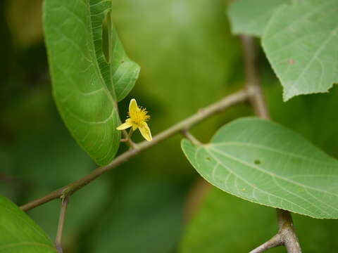 Image of Grewia tiliifolia Vahl