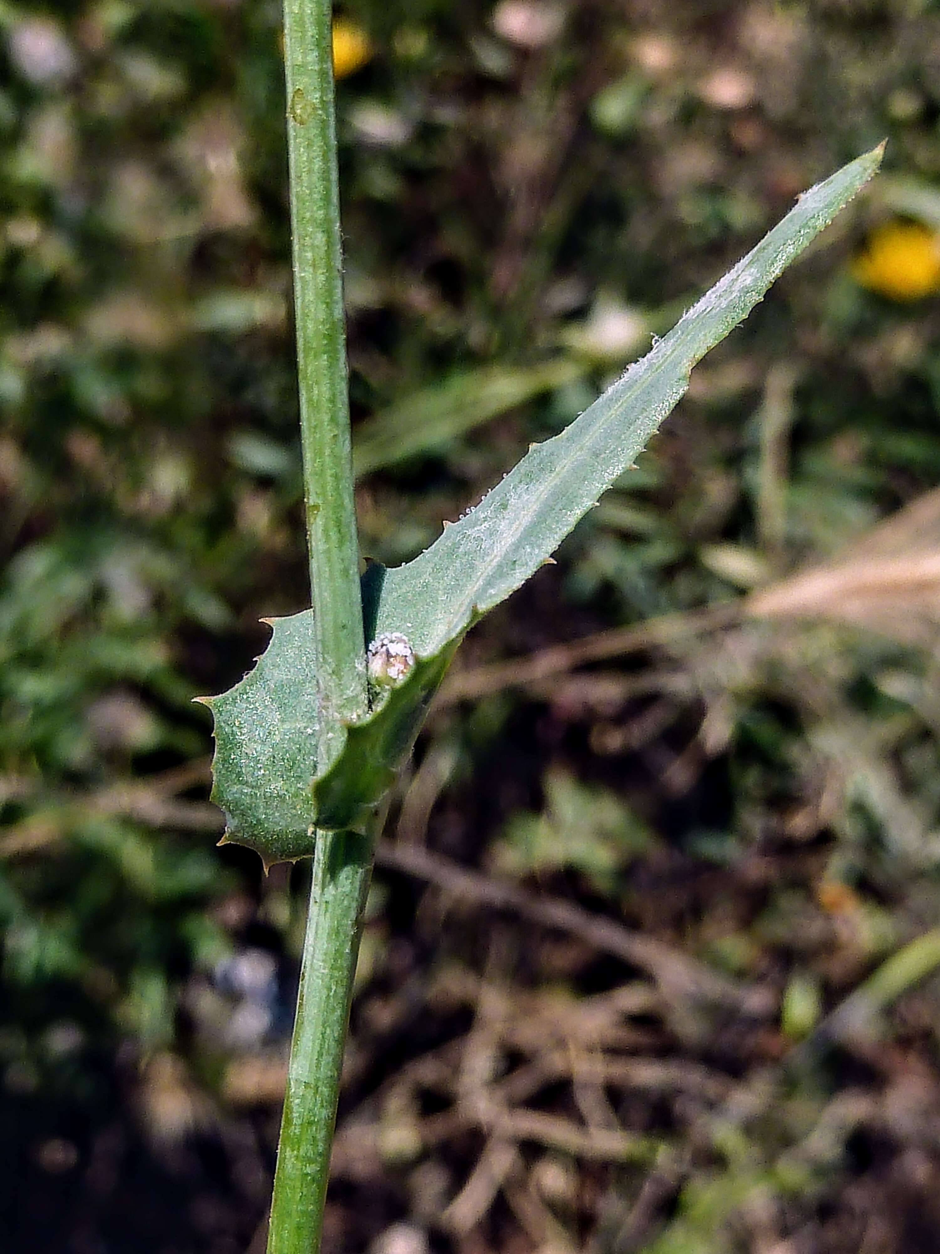 Image of False sowthistle