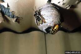 Image of Aerial yellowjacket