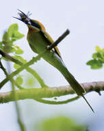 Image of Blue-tailed Bee-eater