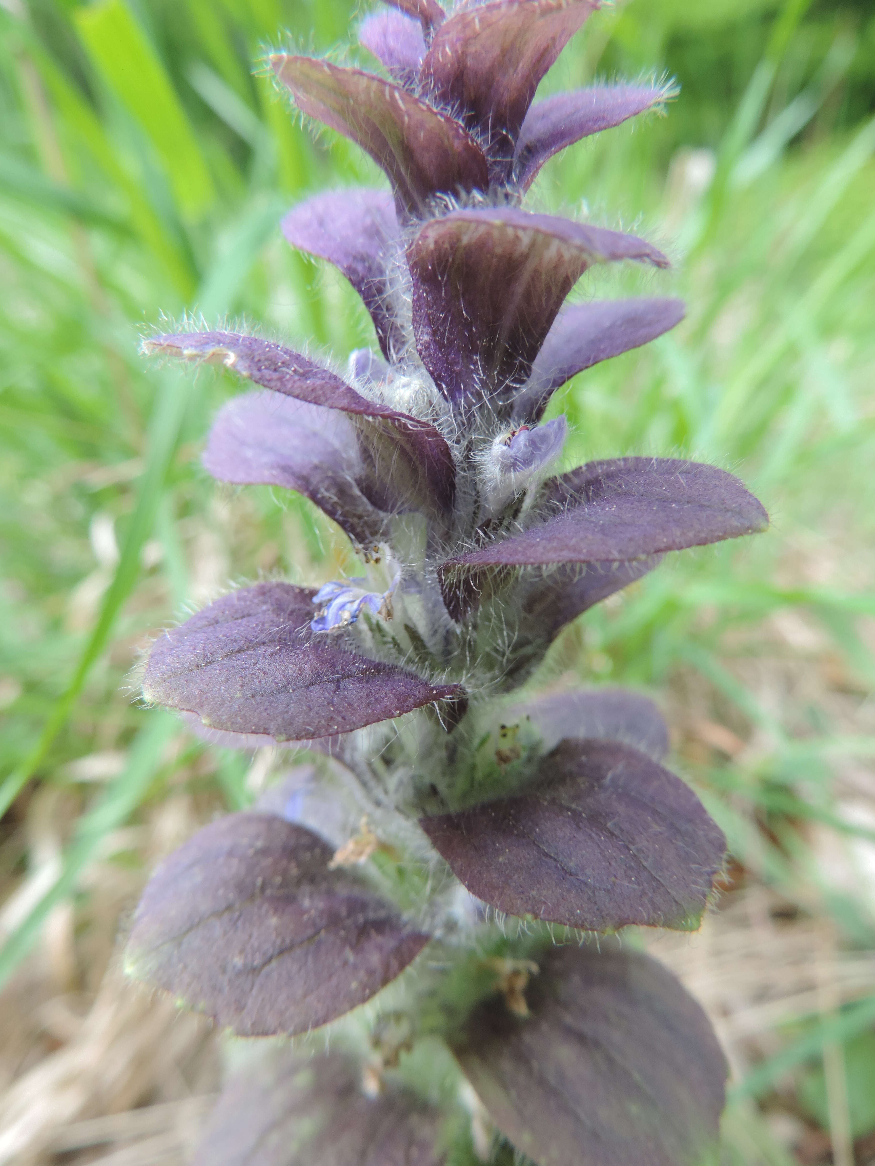 Image of Pyramidal Bugle