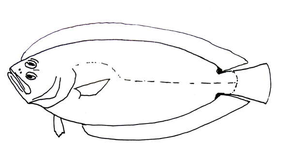 Image of lyre flatfishes