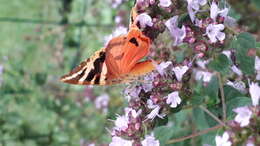 Image of sweet marjoram