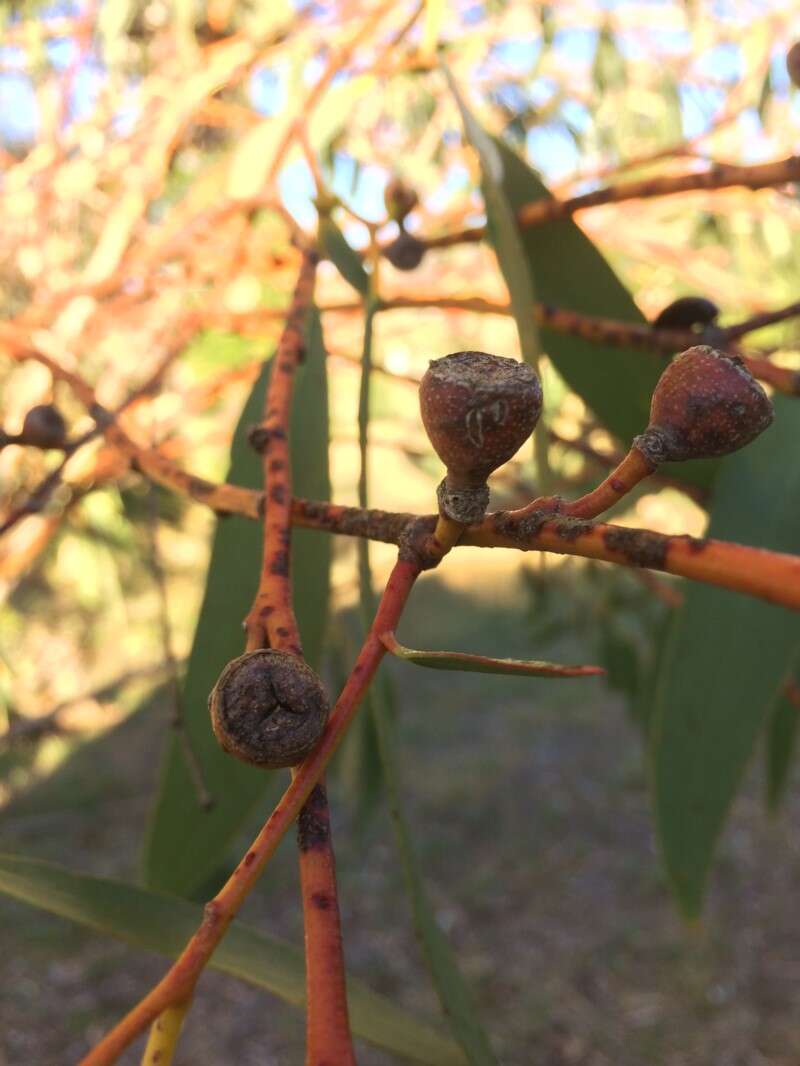 Image of snow gum