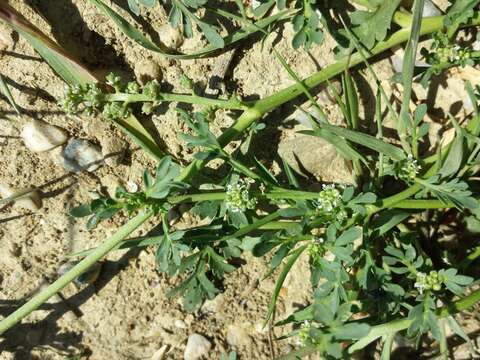 Image of Creeping Watercress