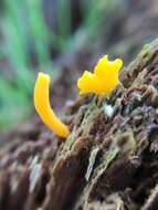 Image of Calocera cornea (Batsch) Fr. 1827