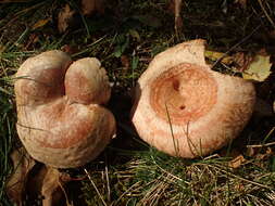 صورة Lactarius pubescens Fr. 1838