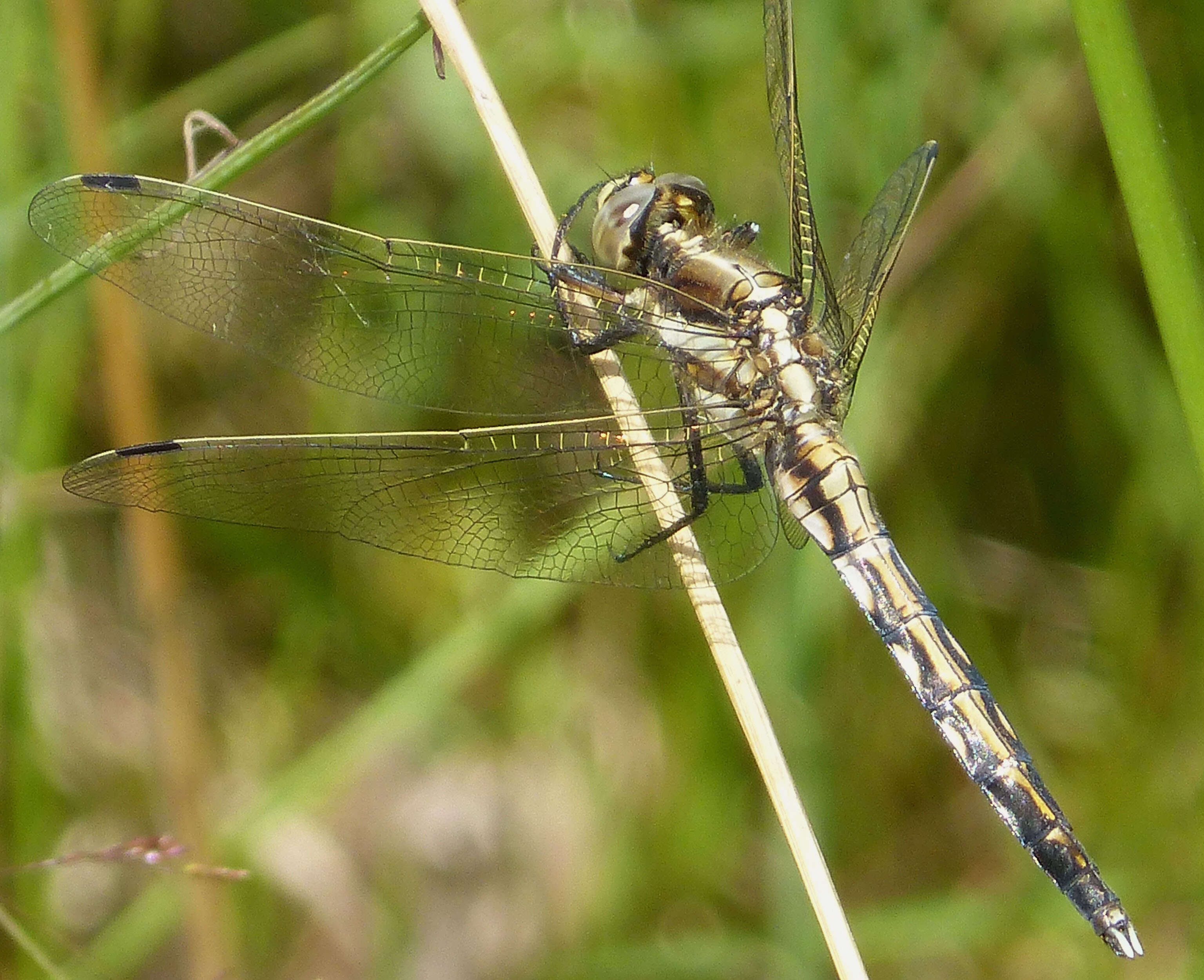 Sivun Orthetrum albistylum (Selys 1848) kuva