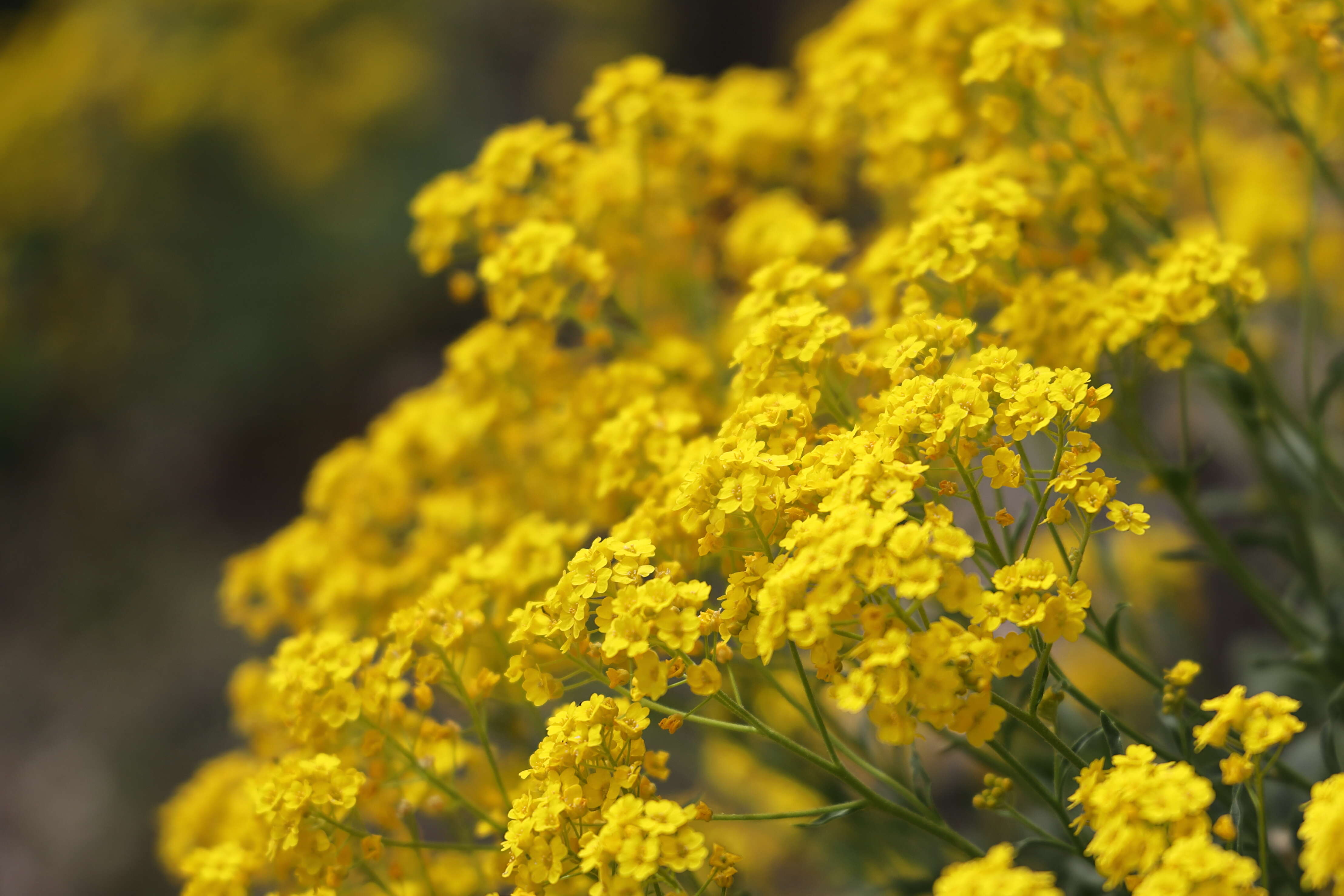 Image of Basket of Gold