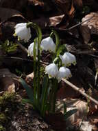 Image of Spring Snowflake