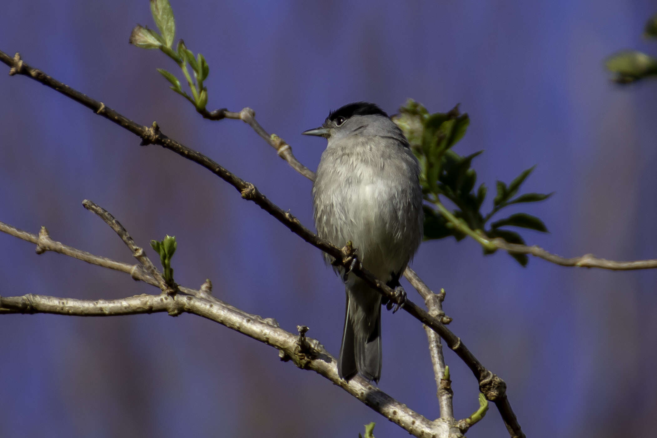 Image of Blackcap