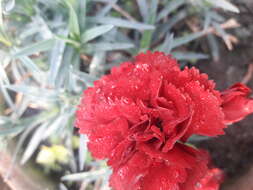 Image of carnation