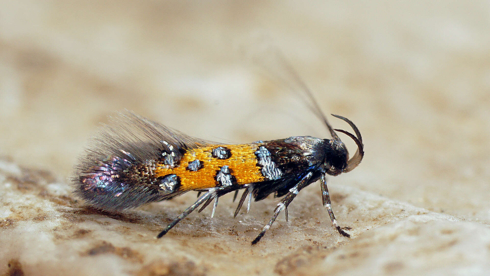 Image of Stagmatophora heydeniella Fischer von Röslerstamm 1842