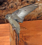 Image of Eurasian Crag Martin