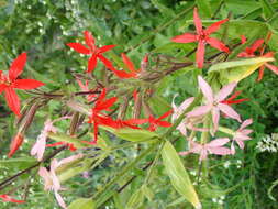 Image of royal catchfly