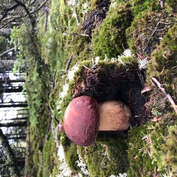 Image of Boletus pinophilus Pilát & Dermek 1973