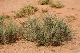 Image of milkweed