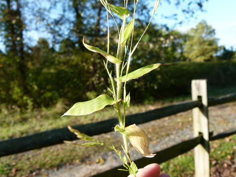 Image of small carpgrass