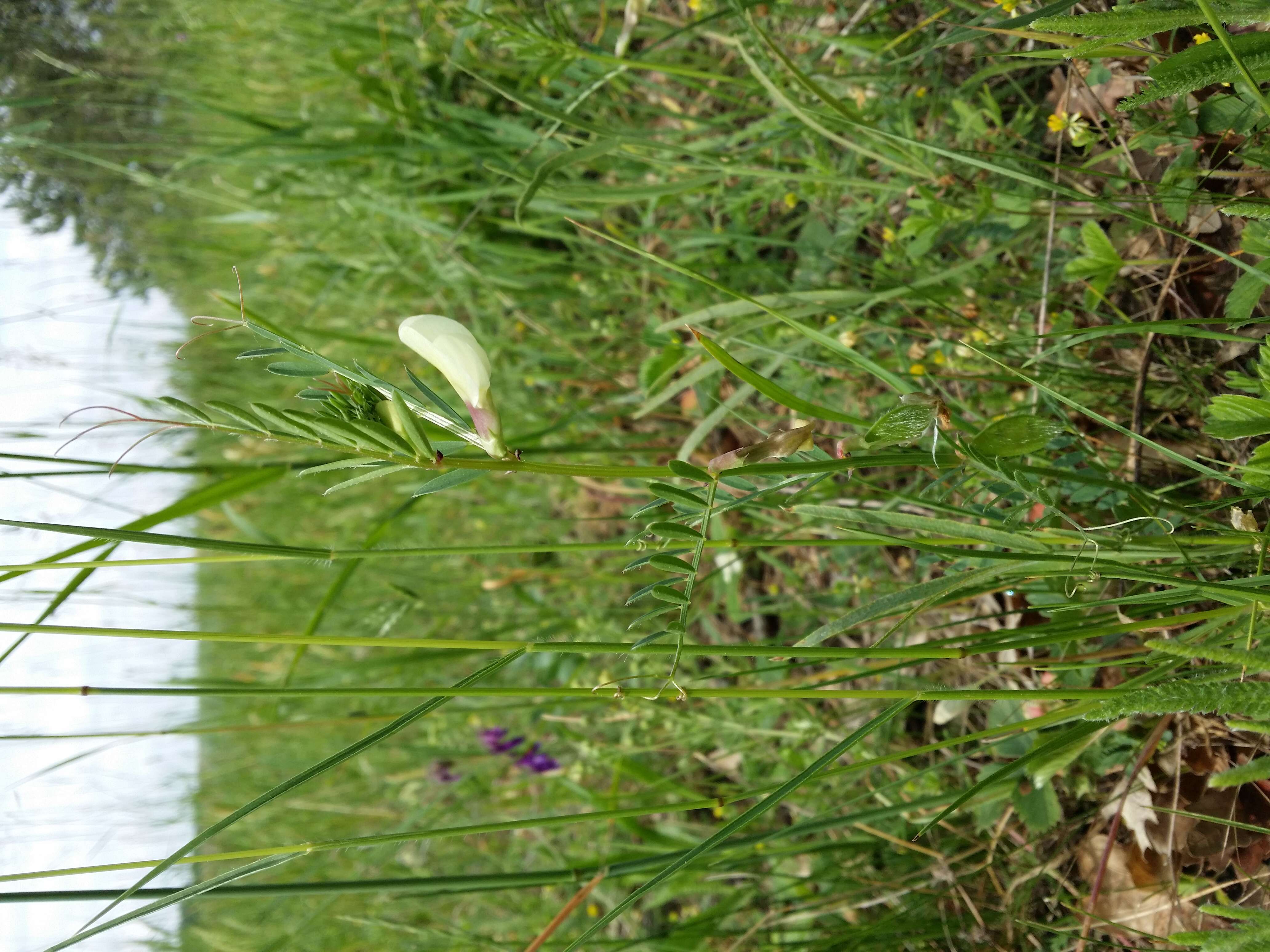 Image of smooth yellow vetch