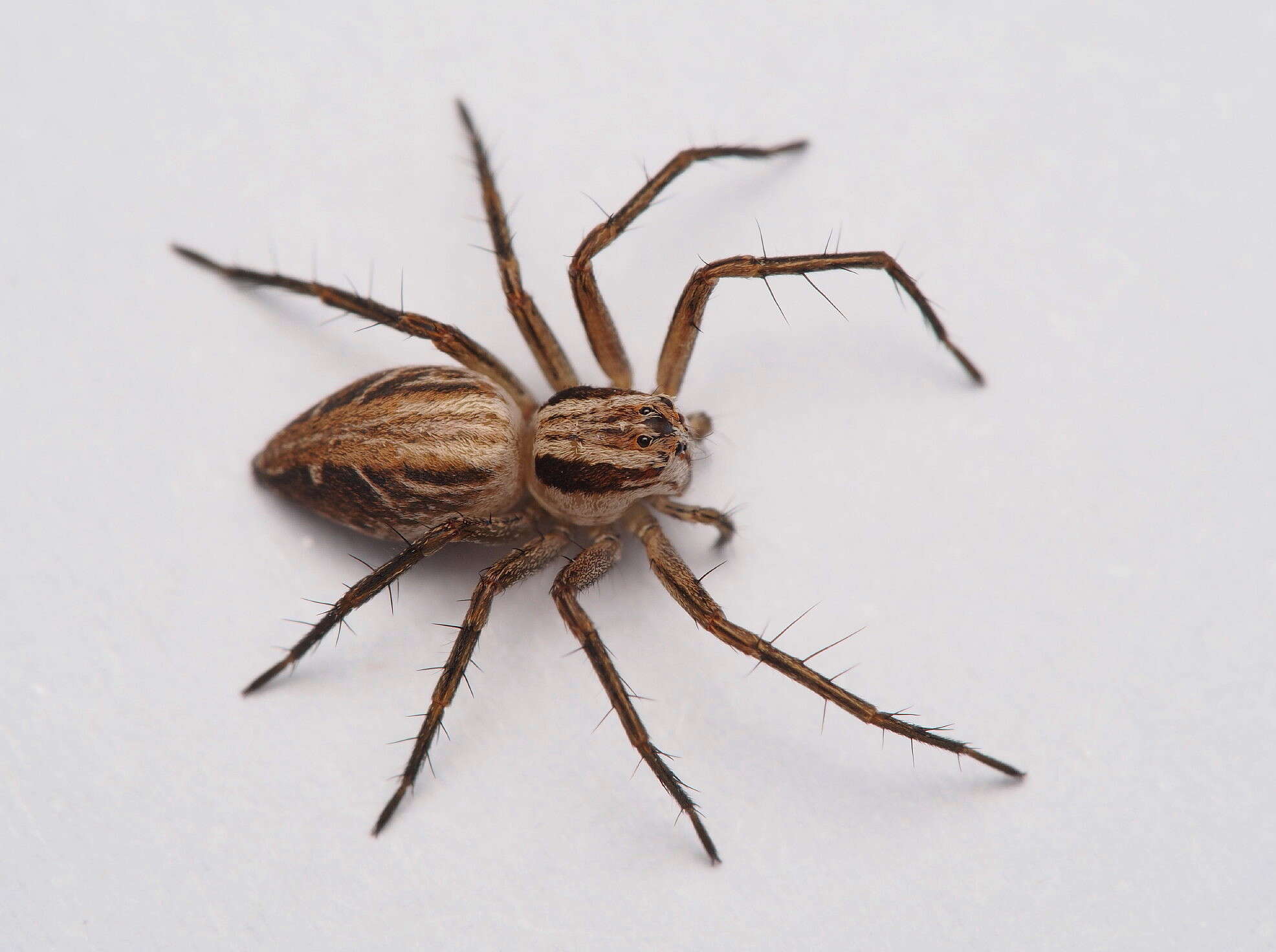 Image of Oxyopes gracilipes (White 1849)