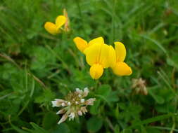 Слика од Lathyrus pratensis L.