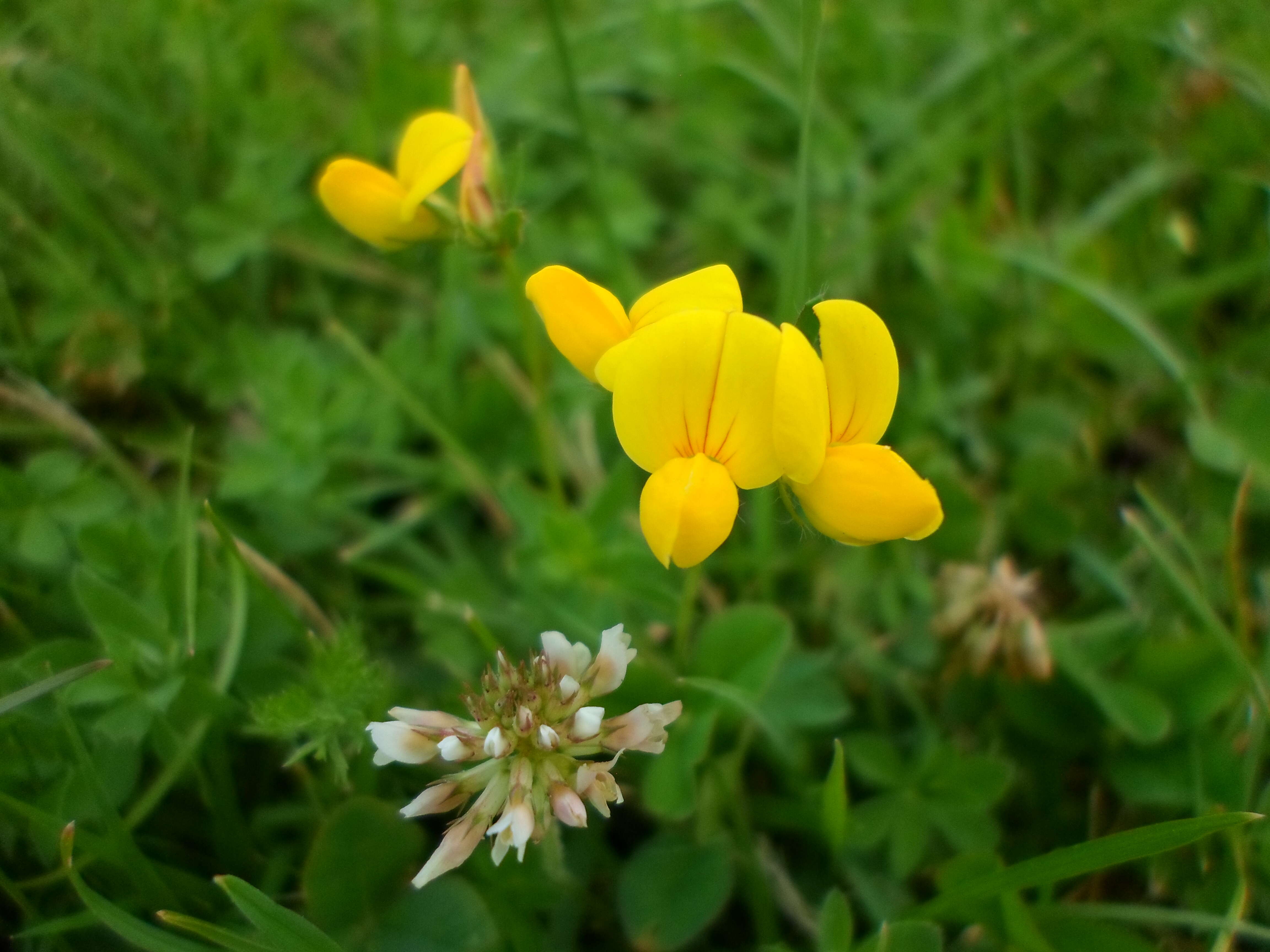 Слика од Lathyrus pratensis L.