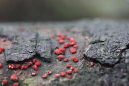 Image of Nectria cinnabarina (Tode) Fr. 1849