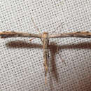 Image of Yarrow Leaf Plume Moth