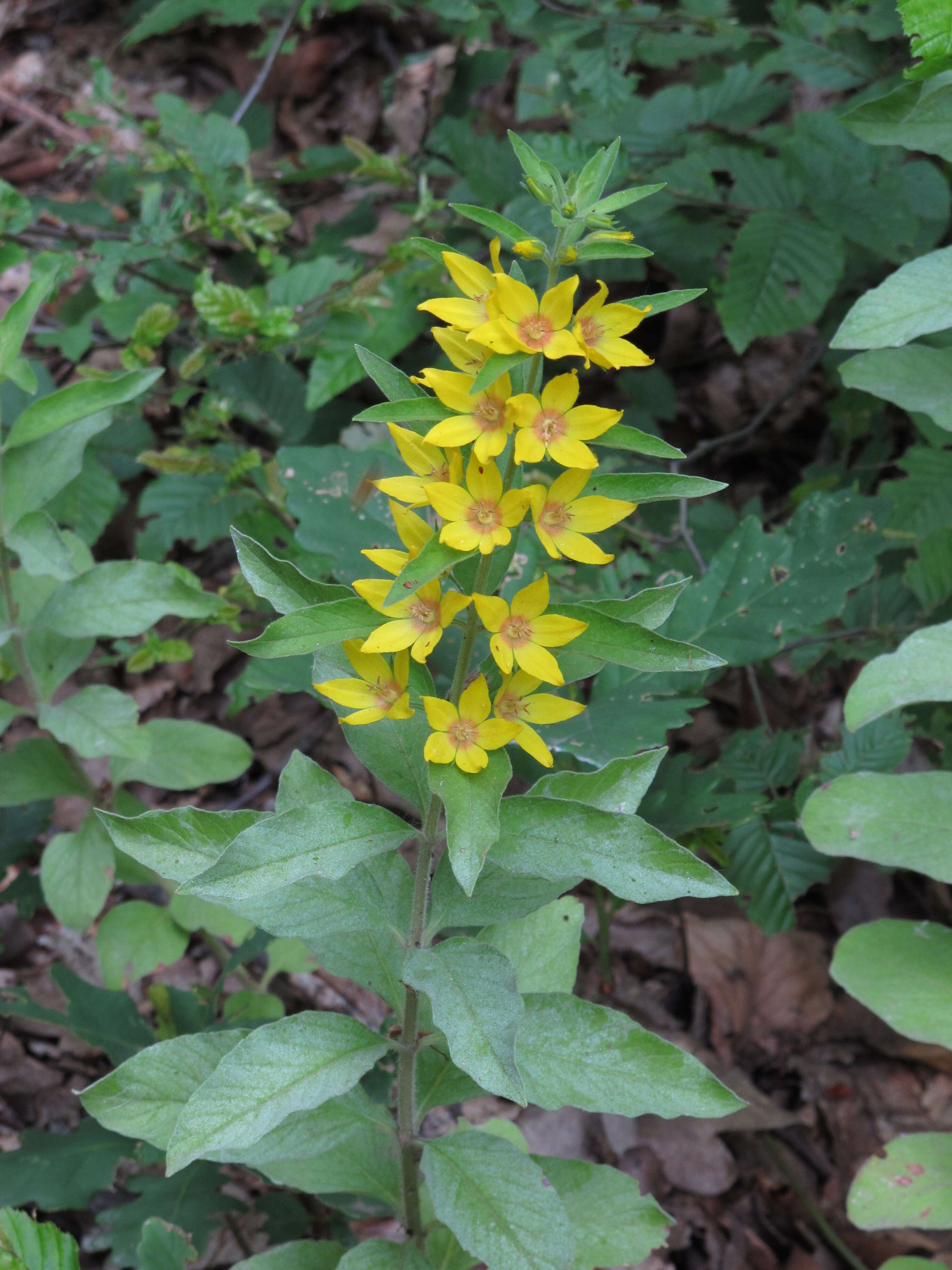 Image of Dotted Loosestrife