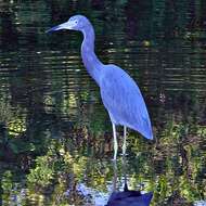 Image of Little Blue Heron