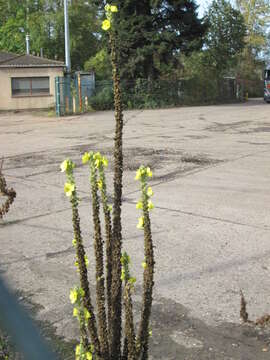 Image of Great Mullein