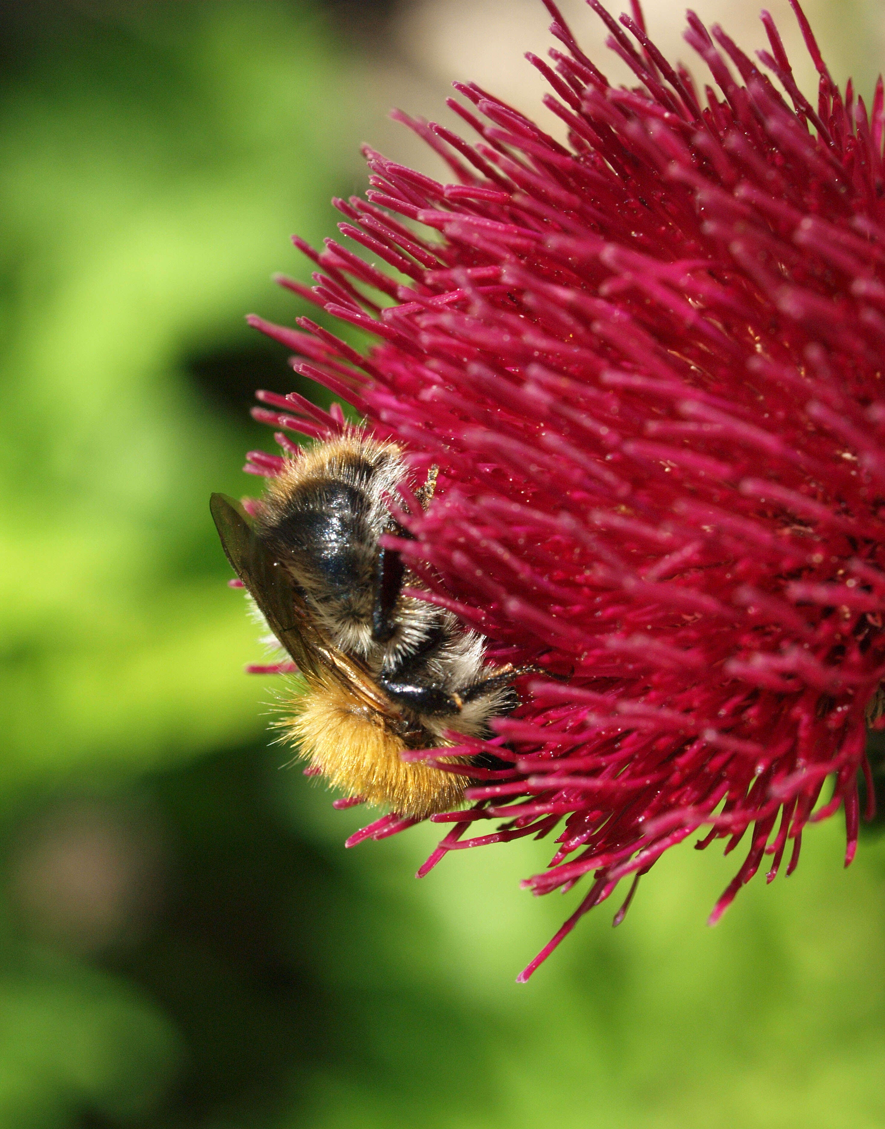 Image of Cirsium rivulare (Jacq.) All.