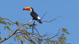 Image of Toco Toucan