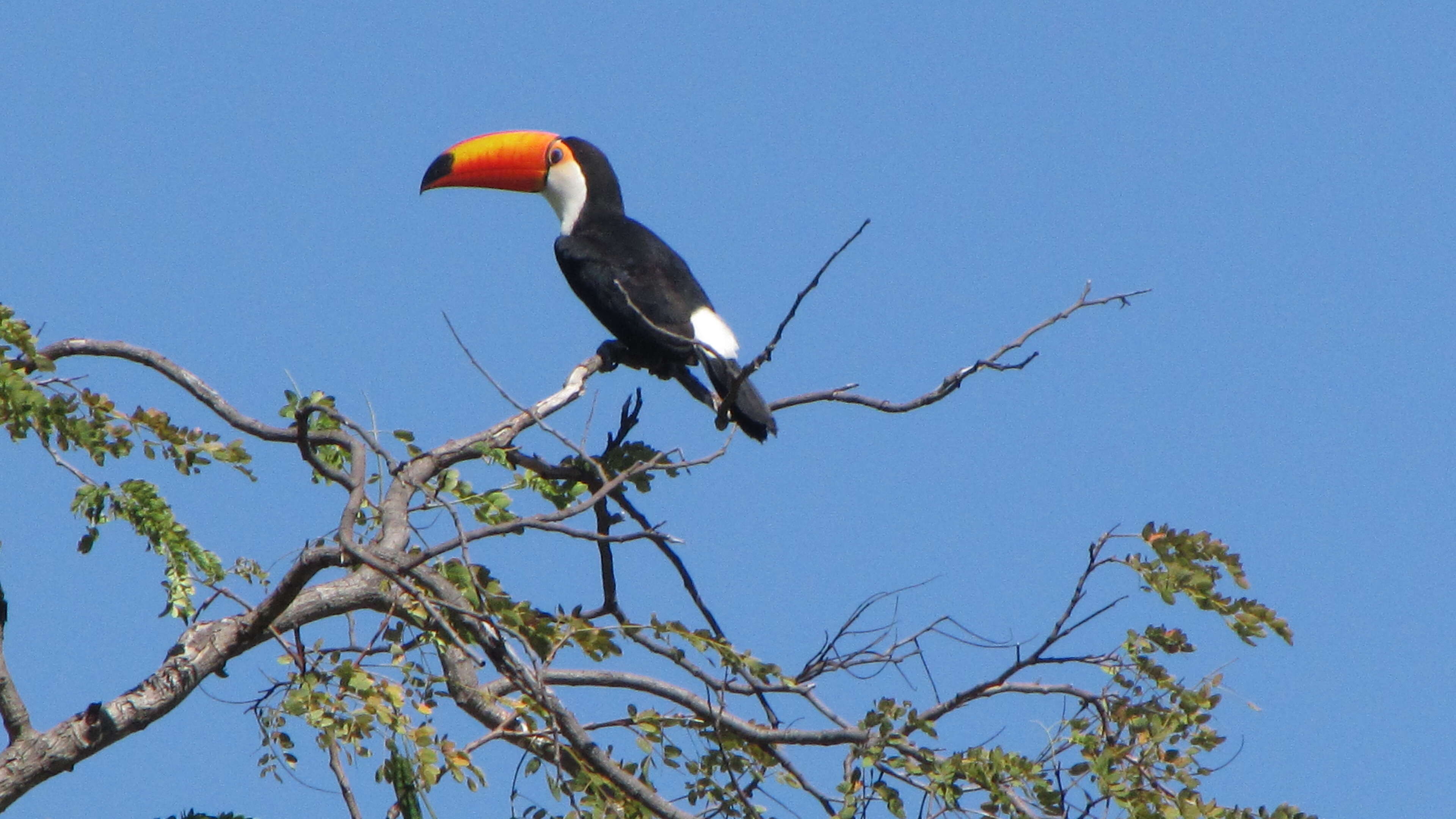 Image of Toco Toucan