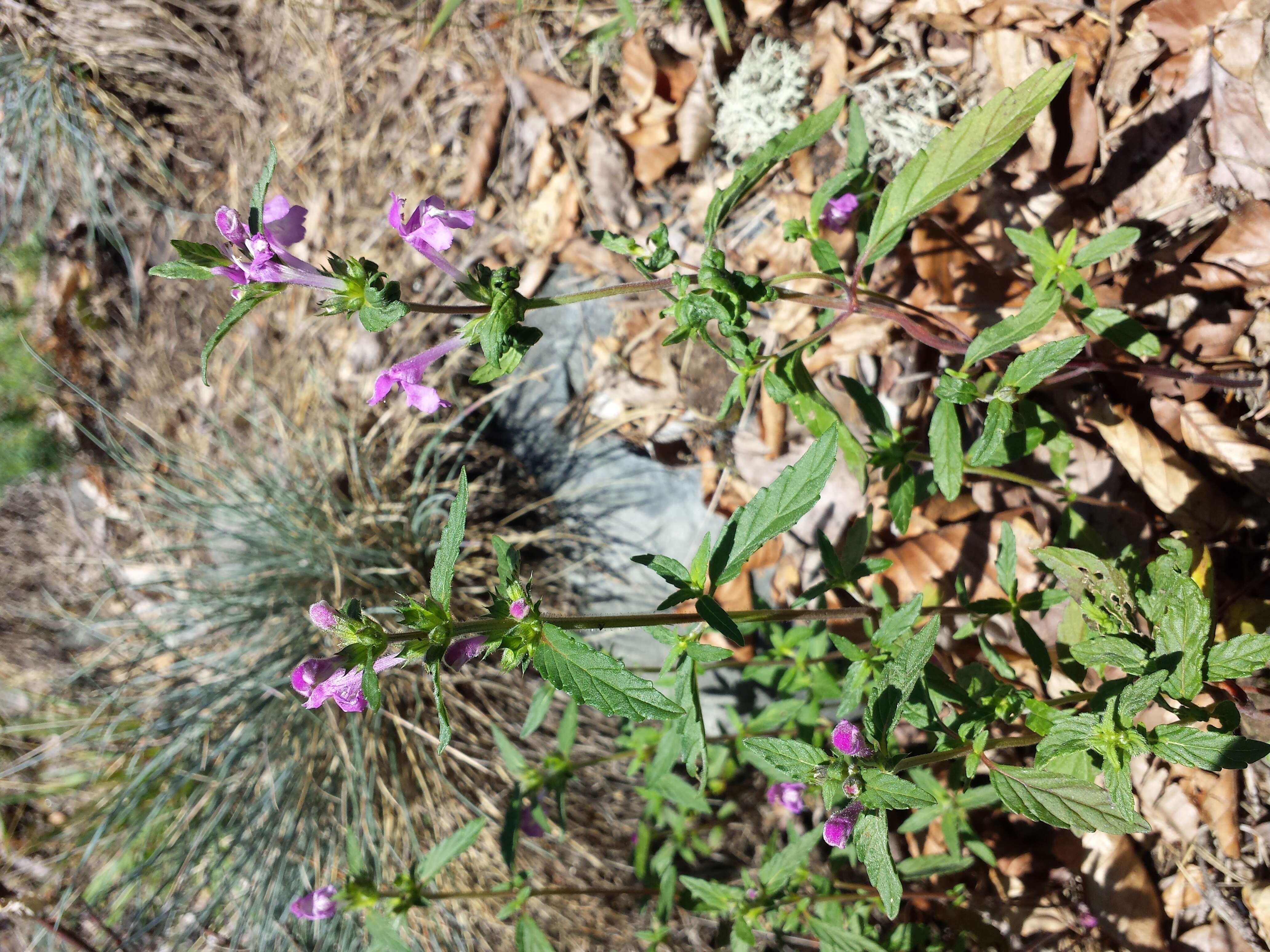 Imagem de Galeopsis ladanum L.