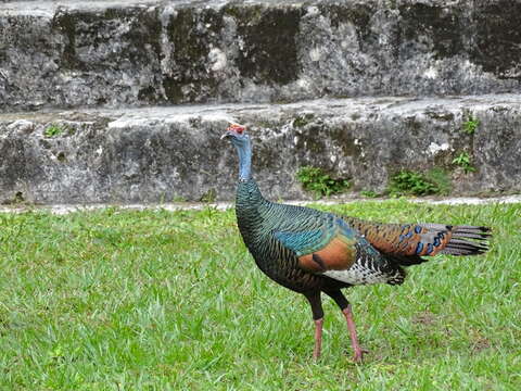 Image of Ocellated Turkey