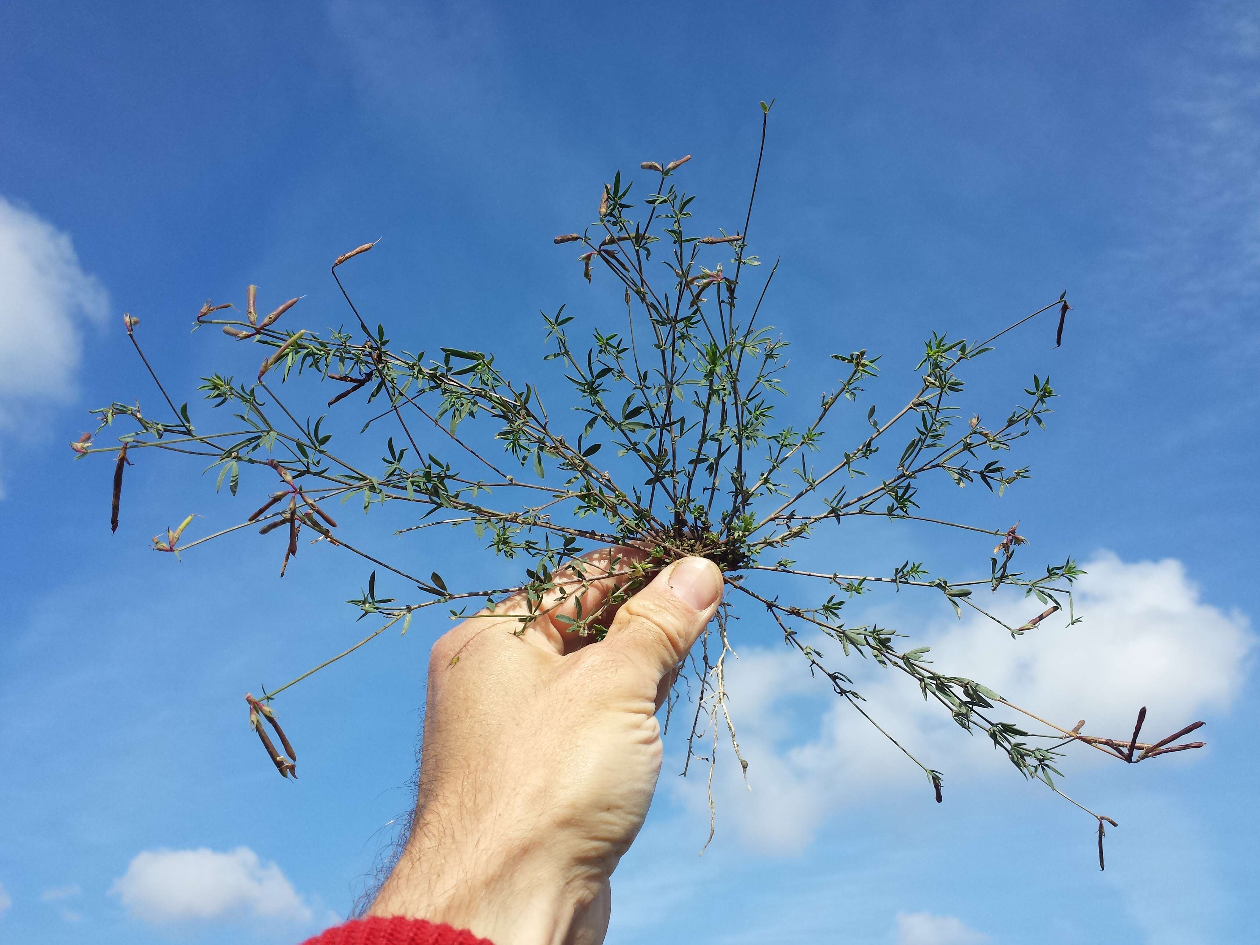 Image of Narrow-leaved Bird's-foot-trefoil