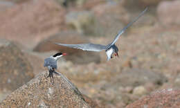 Image of Arctic Tern